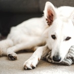 Berger Blanc Suisse photo