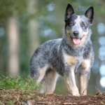 Blue Heeler high definition photo