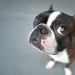 Boston Terrier high quality wallpapers