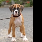 Boxer breed free download