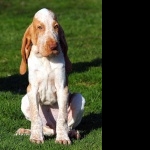 Bracco Italiano pics