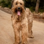 Briard full hd