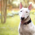 Bull Terrier hd desktop