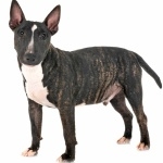 Bull Terrier (Miniature) photos