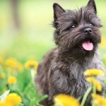 Cairn Terrier hd pics