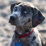 Catahoula Cur image