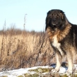 Caucasian Shepherd Dog hd