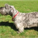 Cesky Terrier widescreen