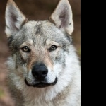 Czechoslovak Wolfdog photo