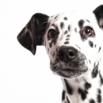 Dalmatian breed high definition photo