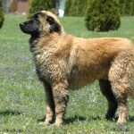 Estrela Mountain Dog high definition photo