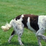 French Brittany breed cute