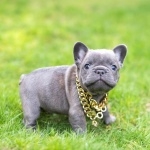 French Bulldog hd desktop