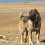 Georgian Shepherd Dog 2025