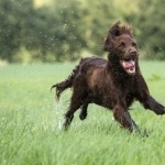 German Longhaired Pointer hd pics