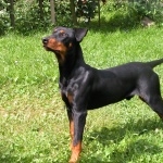 German Pinscher hd desktop