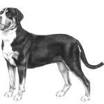 Greater Swiss Mountain Dog 2025