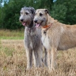 Irish Wolfhound desktop