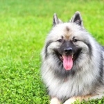 Keeshond background