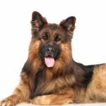 King Shepherd hd