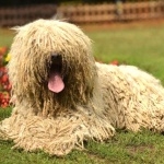 Komondor pic