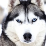 Labrador Husky images