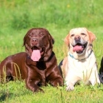 Labrador Retriever widescreen