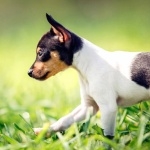 Miniature Fox Terrier pics