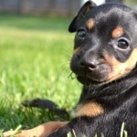 Miniature Pinscher wallpaper