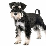 Miniature Schnauzer 2025