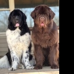 Newfoundland breed hd