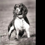 Norfolk Spaniel funny