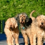 Otterhound hd wallpaper