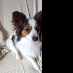 Papillon breed full hd