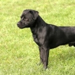 Patterdale Terrier breed