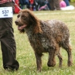 Pont-Audemer Spaniel high quality wallpapers