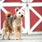 Pumi breed wallpapers