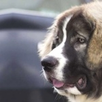 Pyrenean Mastiff widescreen