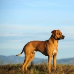 Rhodesian Ridgeback high definition photo