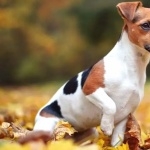 Russell Terrier hd