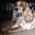 Russian Spaniel photo