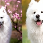 Samoyed breed full hd