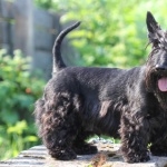 Scottish Terrier wallpapers for desktop