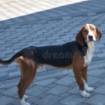 Serbian Tricolour Hound free wallpapers