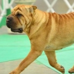 Shar Pei cute