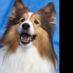 Shetland Sheepdog photo