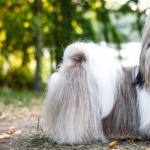 Shih Tzu download