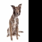 Silken Windhound images