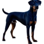 Sinhala Hound wallpapers