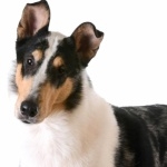 Smooth Collie photo